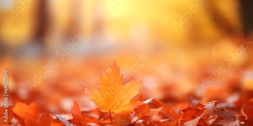 Colorful universal natural autumn background for design with orange leaves in autumn park and blurred background