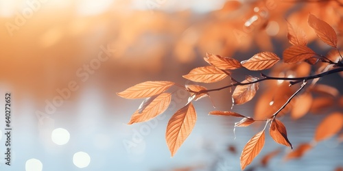 Colorful universal natural autumn background for design with orange leaves in autumn park and blurred background