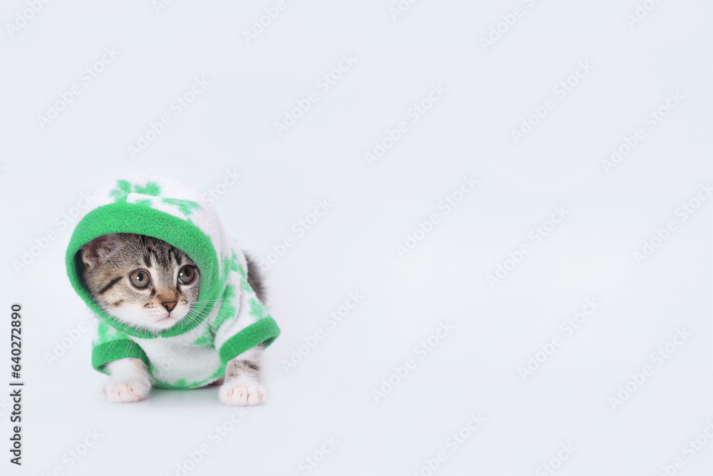 Tiny little funny scared kitten wearing green hooded sweater looking away. Kitten on a white background with big interested eyes. Cat in Santa costume. Christmas Cat card. Concept of adorable pets Tiny little funny scared kitten wearing green hooded sweater looking away. Kitten on a white background with big interested eyes. Cat in Santa costume. Christmas Cat card. Concept of adorable pets