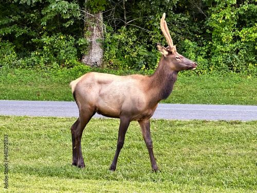 Oconoluftee elk