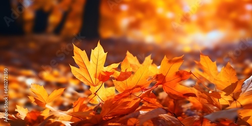 Colorful universal natural autumn background for design with orange leaves in autumn park and blurred background