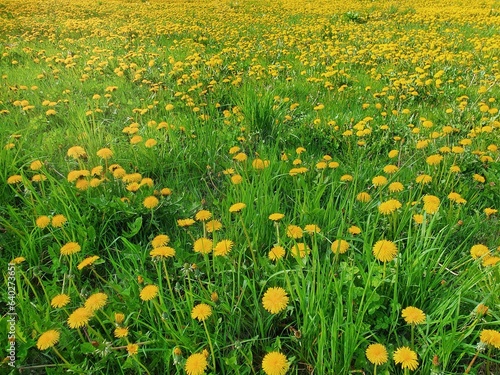 Wild dandelions blooming in the meadow