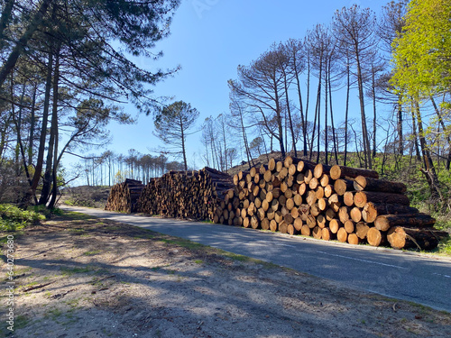 Pile of cut pine trees after the forest fire of July 2022 in La Teste de Buch, France photo