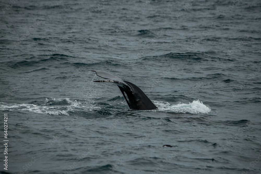 Fototapeta premium Baleine à bosse