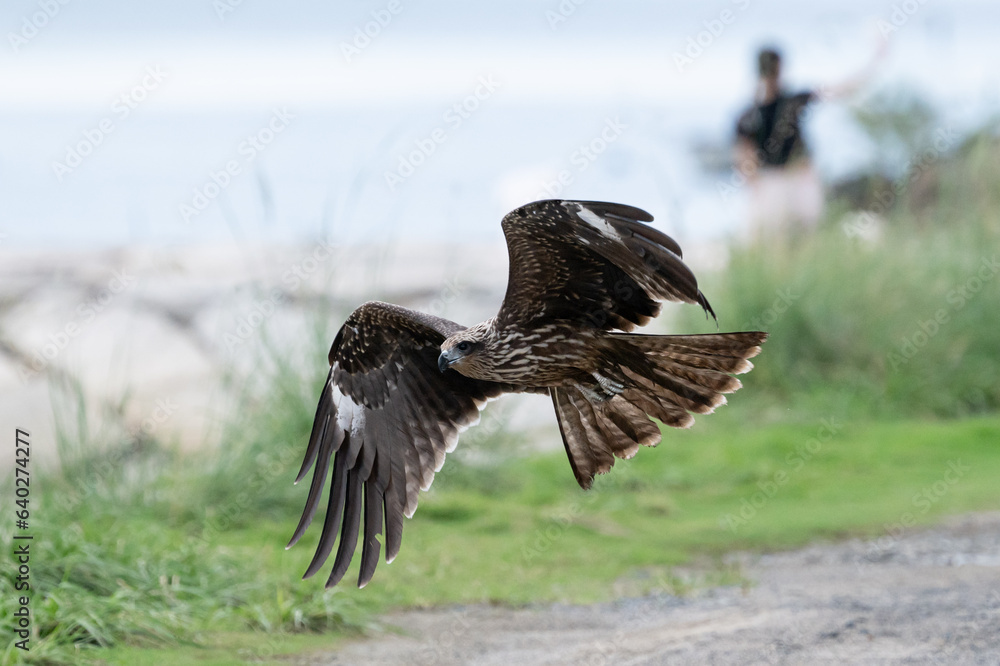 Obraz premium ミサゴ