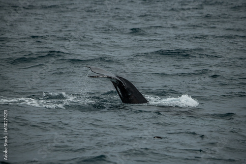 Baleine à bosse © guillaumeastruc