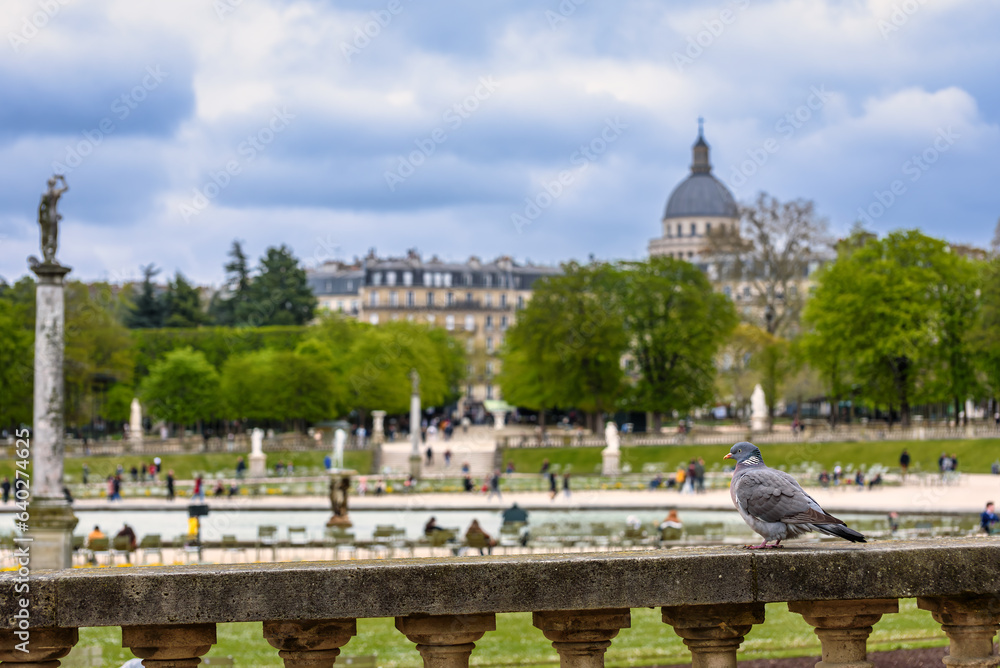 Pigeon on the stone boundary in the Luxembourg Garden of Paris, France