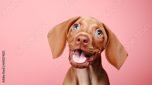Funny hungry vizsla puppy dog licking its lips with tongue looking up. Isolated on pink background