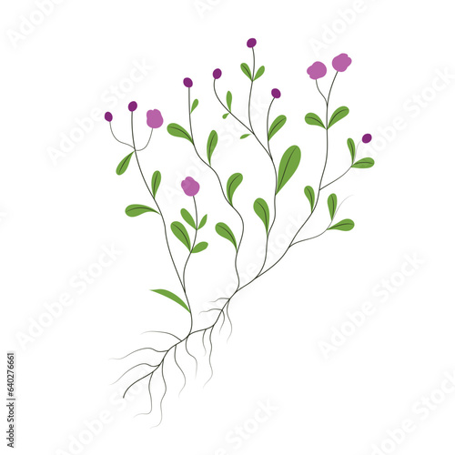 Thyme plant with root and flowers  hand drawn vector illustration in flat design