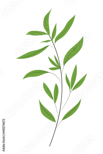 Hand drawn herb or a plant  isolated vector illustration