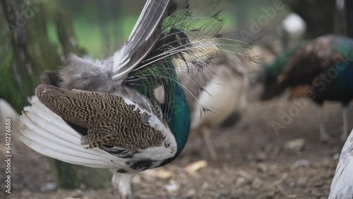 Male peacock spread and shake fully unfolded feathers of his tail, back view, slow motion