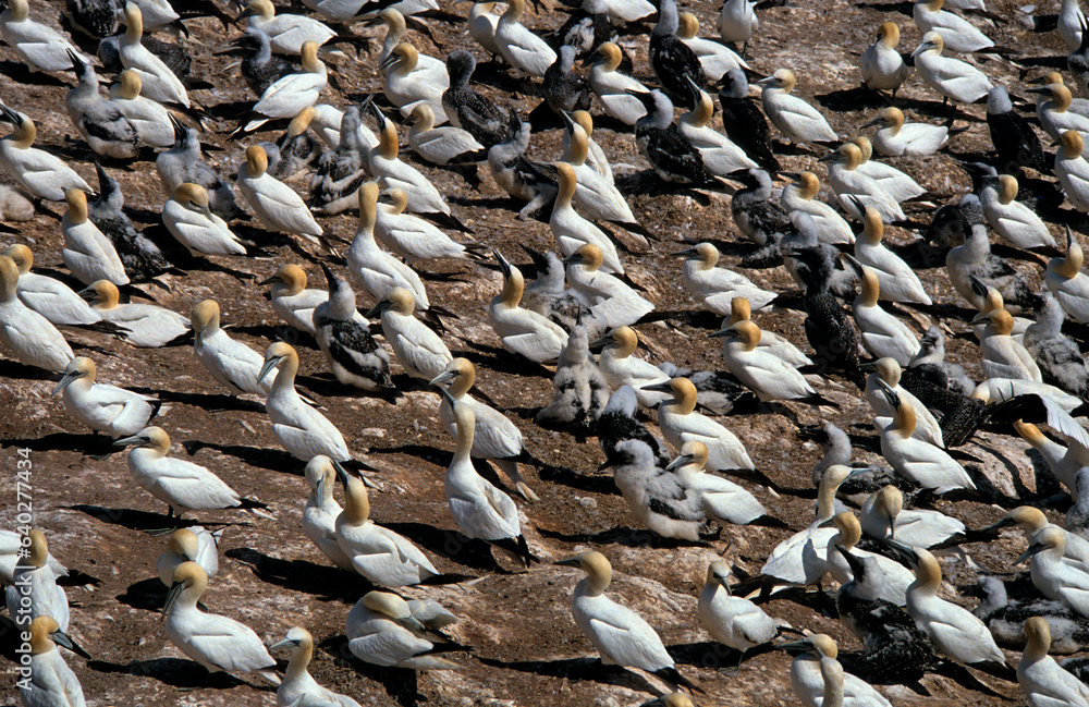 Fou de Bassan, nid , colonie,.Morus bassanus, Northern Gannet Fou de Bassan, nid , colonie,.Morus bassanus, Northern Gannet