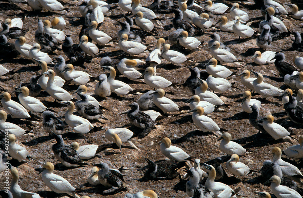 Fou de Bassan, nid , colonie,.Morus bassanus, Northern Gannet Fou de Bassan, nid , colonie,.Morus bassanus, Northern Gannet