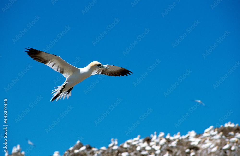 Fototapeta premium Fou de Bassan, jeune,.Morus bassanus, Northern Gannet