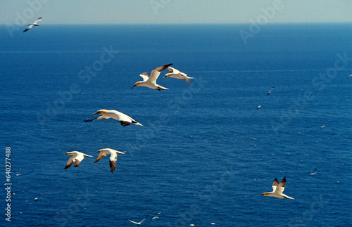 Fou de Bassan, jeune,.Morus bassanus, Northern Gannet