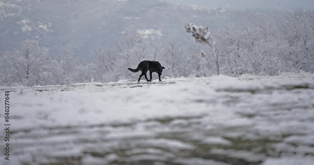 Hunter dog in the forest looking for an animal trail in the winter snow, slow motion Hunter dog in the forest looking for an animal trail in the winter snow, slow motion