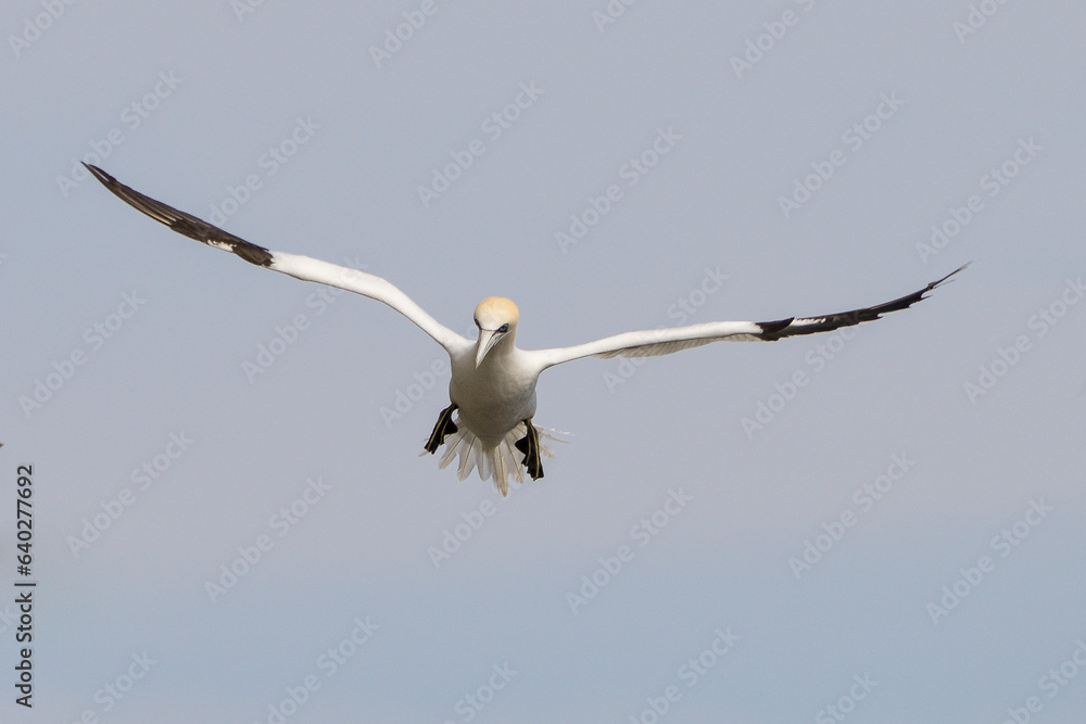 Fou de Bassan, jeune,.Morus bassanus, Northern Gannet Fou de Bassan, jeune,.Morus bassanus, Northern Gannet