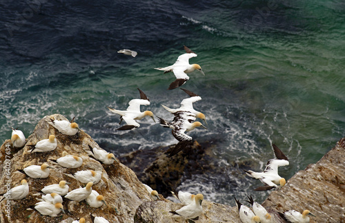 Fou de Bassan, nid , colonie,.Morus bassanus, Northern Gannet photo