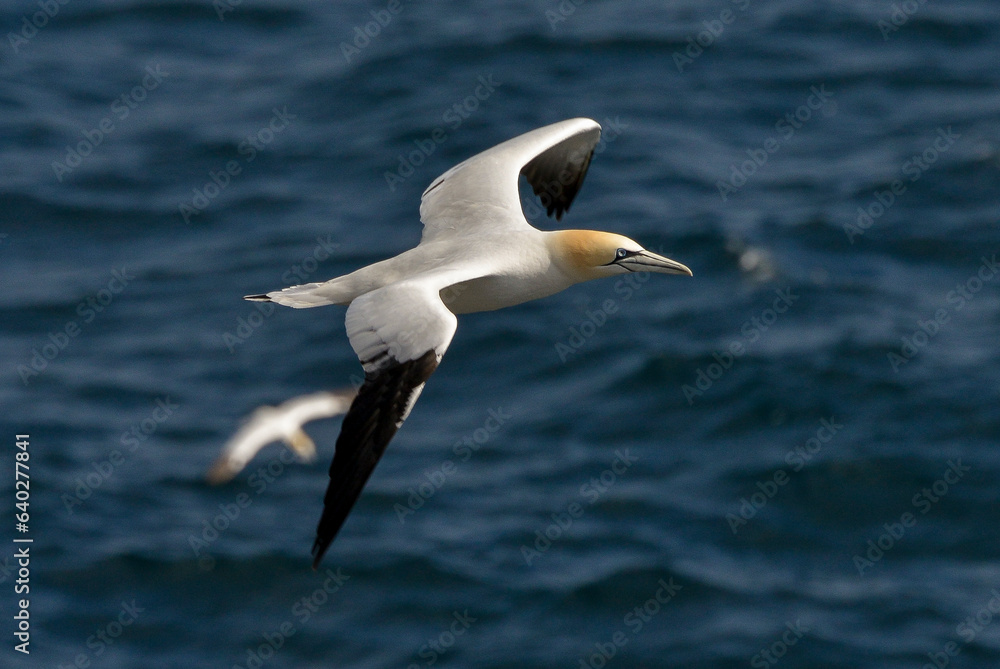 Fou de Bassan, jeune,.Morus bassanus, Northern Gannet Fou de Bassan, jeune,.Morus bassanus, Northern Gannet