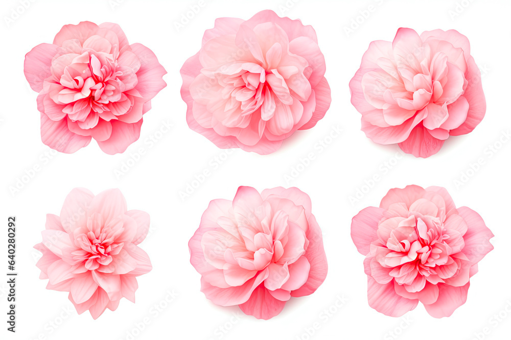 Set of pink peony petals on white background