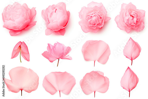 Set of pink peony petals on white background © chandlervid85