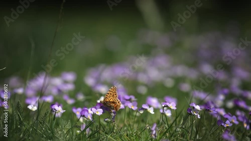 Close up detail of a beautiful  queen spain fritillary butterfly on a flower inside a forest meadow, selective focus with cinematic dof photo