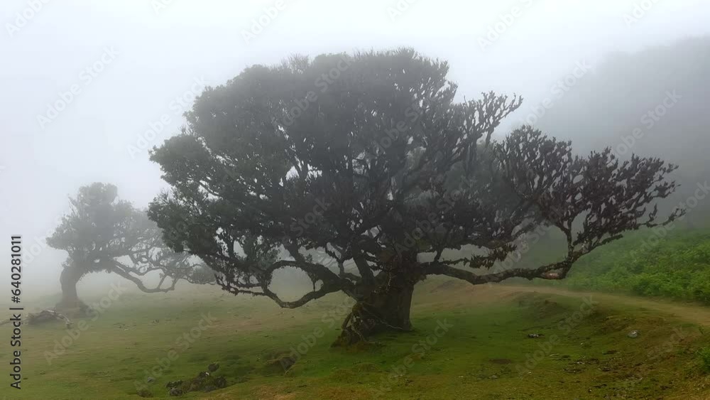 Misty magical forest in Fanal, Madeira. Anciet laurel trees. Video footage. Misty magical forest in Fanal, Madeira. Anciet laurel trees. Video footage.