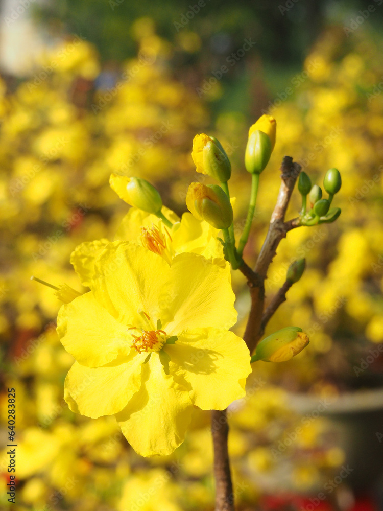Yellow apricot flowers bloom during Tet holiday (Lunar New Year) in Central Vietnam Yellow apricot flowers bloom during Tet holiday (Lunar New Year) in Central Vietnam