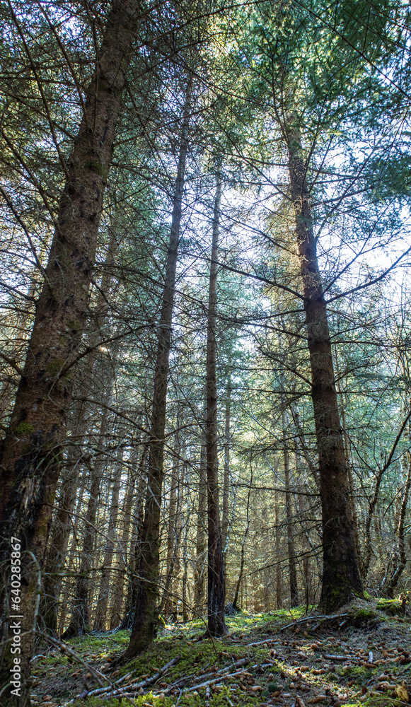 trees in the forest trees in the forest