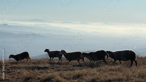 Wallpaper Mural Herd of sheep walking along high altitude mountain pasture with breathtaking background view, slow motion, Torontodigital.ca