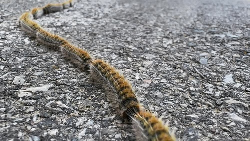 Procession Caterpillars moth moving on asphalt road in long line photo