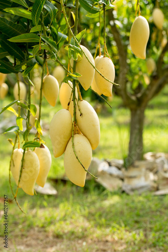 Canvas Print Organic Nam Dok Mai thai Mangoes and leaves at garden, Sweet, tasty, refreshing