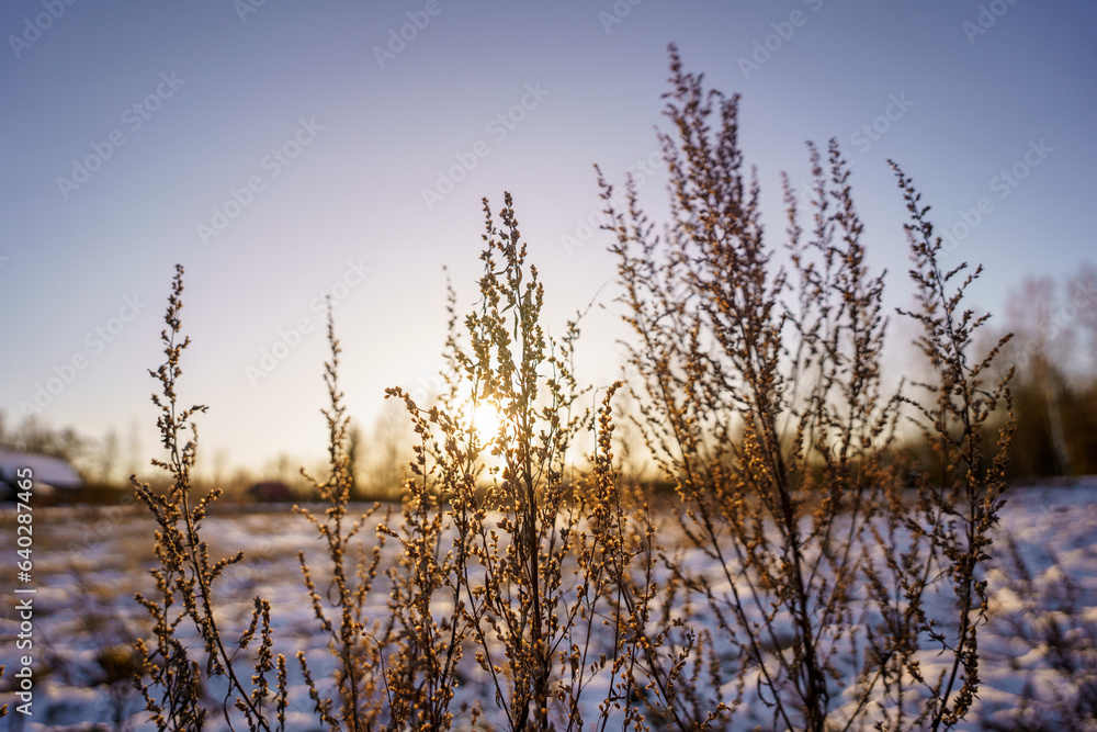 tree trunks and branches in cold winter landscape tree trunks and branches in cold winter landscape