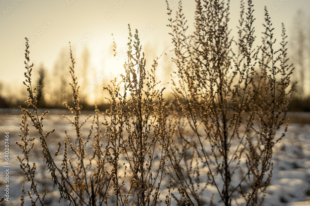 tree trunks and branches in cold winter landscape tree trunks and branches in cold winter landscape