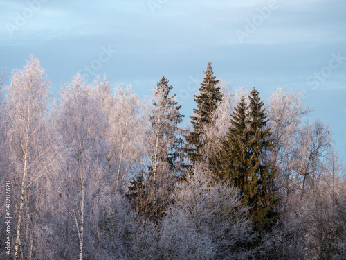 tree trunks and branches in cold winter landscape