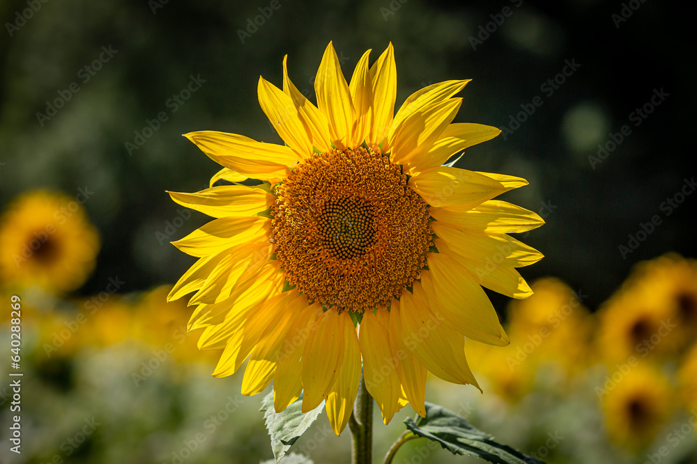 Fototapeta premium SUnflowers growing in rural Sussex, on a sunny summer's day