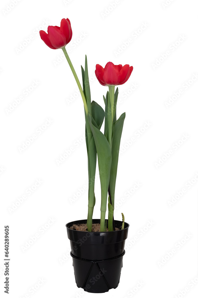 Red tulip flower with stem and leaf isolated over white background. Red tulip flower with stem and leaf isolated over white background.