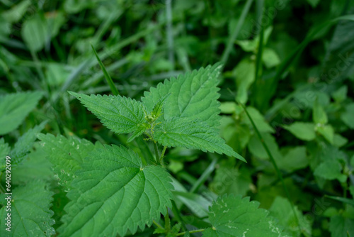Green nettle growing in the meadow, close-up.