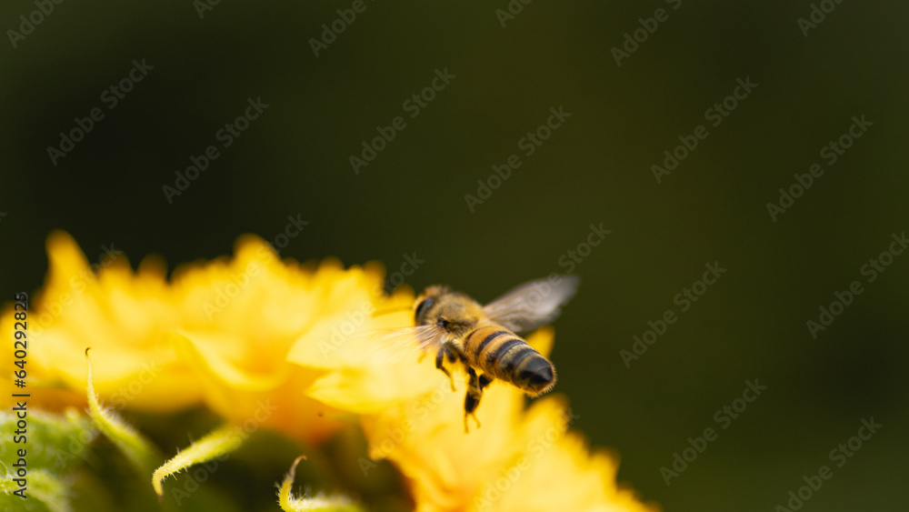 Biene isoliert close up Natur sommer Sonnenblume Teddybär gelb blumen wiese bestäubung naturschutz klimawandel frühling Biene isoliert close up Natur sommer Sonnenblume Teddybär gelb blumen wiese bestäubung naturschutz klimawandel frühling