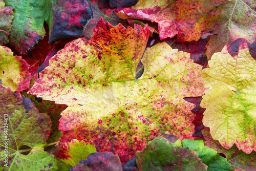 Natural background of beautiful colorful autumn grape leaves