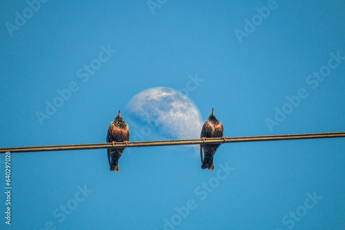 Two starlings sit on a wire against the background of the moon in a clear blue sky 