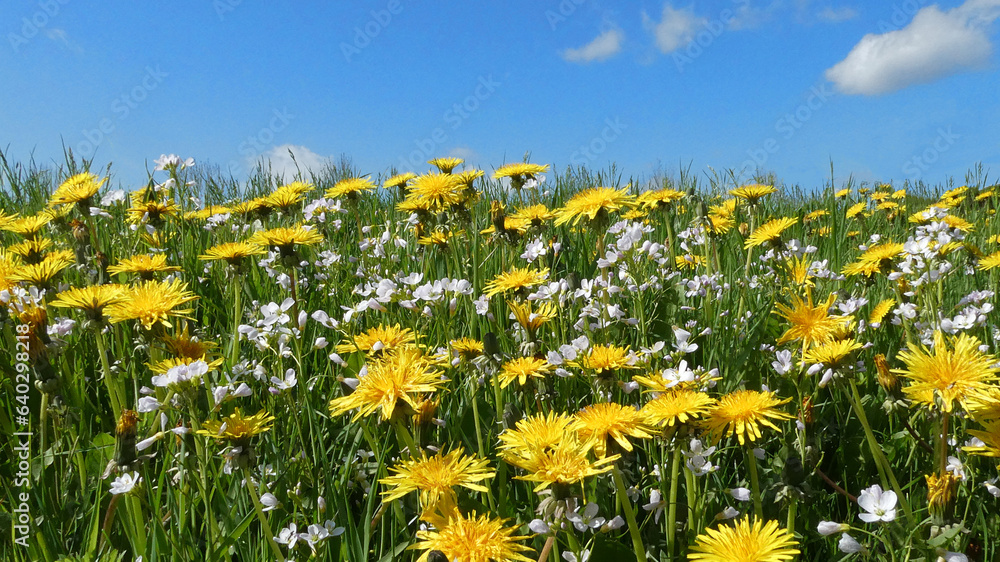 Fototapeta premium A grass field with cuckoo flowers and common dandelions against a blue sky. Latin names of these plants are Cardamine pratensis and Taraxacum officinale. Sunny spring background with wildflowers