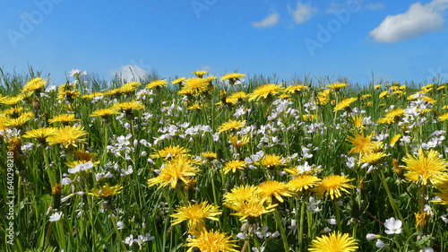 A grass field with cuckoo flowers and common dandelions against a blue sky. Latin names of these plants are Cardamine pratensis and Taraxacum officinale. Sunny spring background with wildflowers