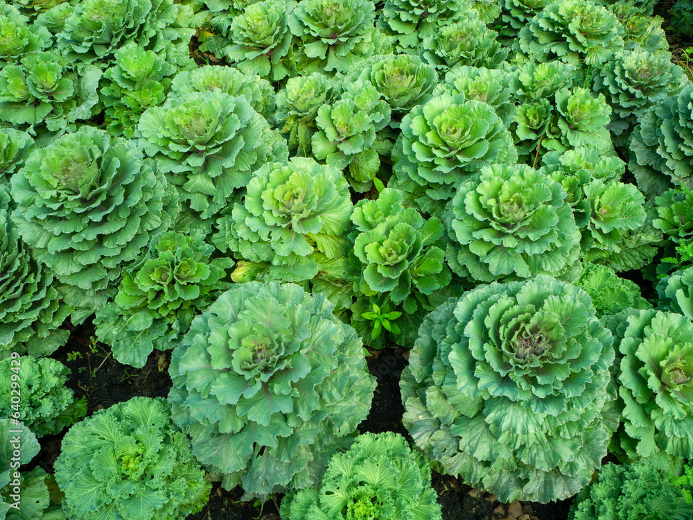 close up of cabbage close up of cabbage