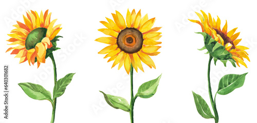 sunflower isolated on white watercolor