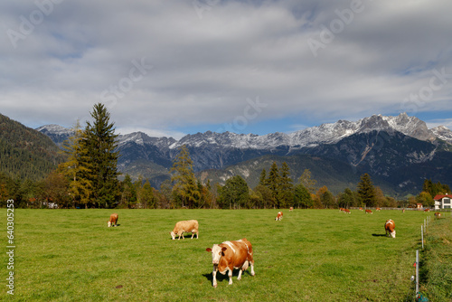 Pasture with cows under Austrian Alps nearby Bischofshofen © Richard Semik