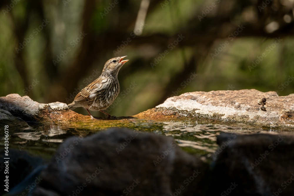 a bird on a rock a bird on a rock