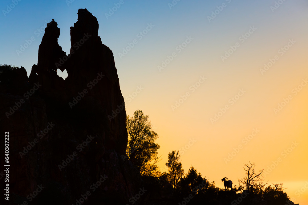 Wild goat silhouette in the rocks of Calanche de Piana, Les Calanques de Piana in Corsica