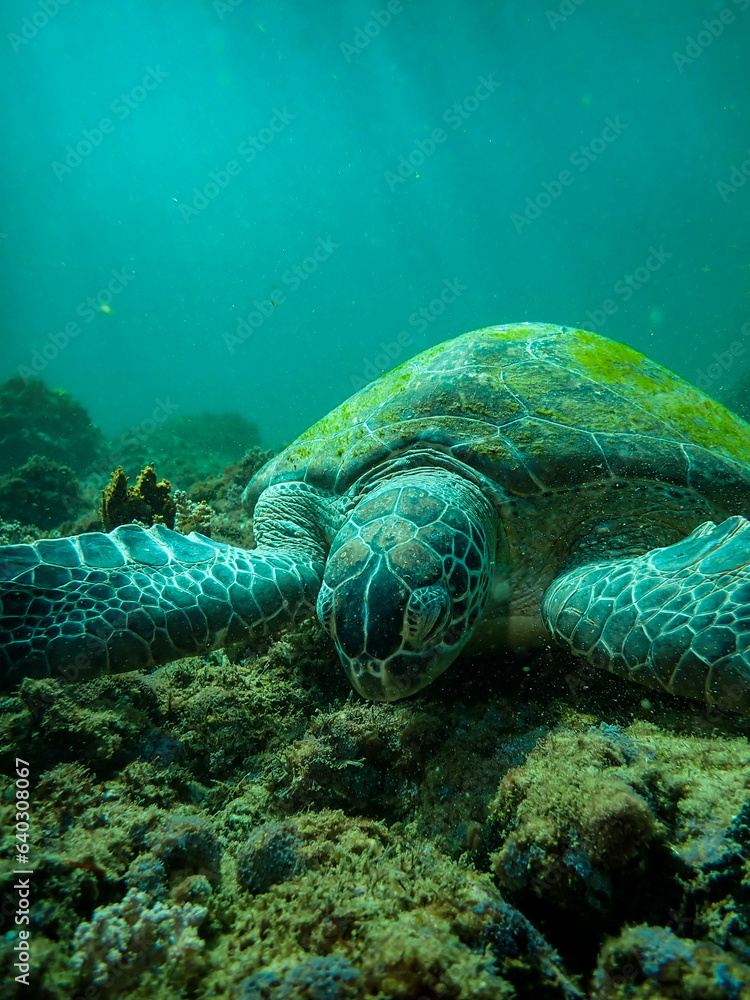 Obraz premium Sea turtle feeding on the reef