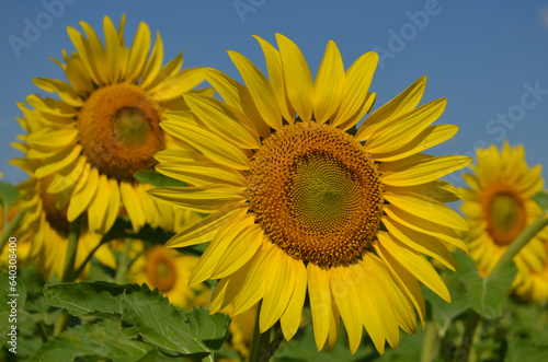 Яркий. Жёлтый. Подсолнух Bright. Yellow. Sunflower © sergeym1974